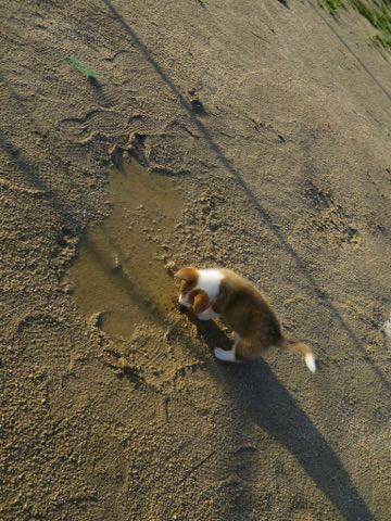 ウェルシュ・コーギー・ペンブロークこいぬ情報フントヒュッテウェルシュコーギーペンブローク子犬画像コーギーしっぽ付き尻尾付きしっぽつき断尾していないコーギー出産情報性格子犬の社会化コーギー家族募集中 Welsh Corgi Pembroke _ 297.jpg