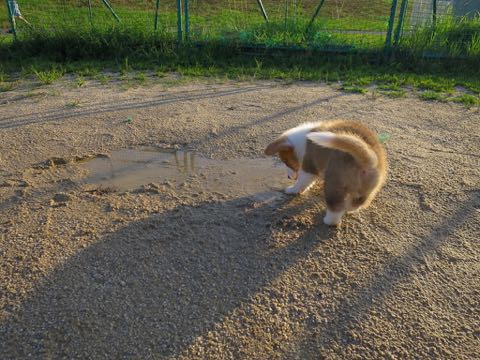 ウェルシュ・コーギー・ペンブロークこいぬ情報フントヒュッテウェルシュコーギーペンブローク子犬画像コーギーしっぽ付き尻尾付きしっぽつき断尾していないコーギー出産情報性格子犬の社会化コーギー家族募集中 Welsh Corgi Pembroke _ 299.jpg