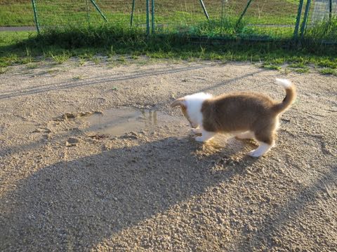 ウェルシュ・コーギー・ペンブロークこいぬ情報フントヒュッテウェルシュコーギーペンブローク子犬画像コーギーしっぽ付き尻尾付きしっぽつき断尾していないコーギー出産情報性格子犬の社会化コーギー家族募集中 Welsh Corgi Pembroke _ 300.jpg