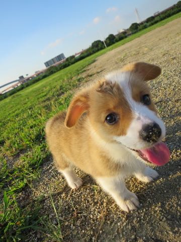 ウェルシュ・コーギー・ペンブロークこいぬ情報フントヒュッテウェルシュコーギーペンブローク子犬画像コーギーしっぽ付き尻尾付きしっぽつき断尾していないコーギー出産情報性格子犬の社会化コーギー家族募集中 Welsh Corgi Pembroke _ 302.jpg