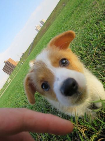 ウェルシュ・コーギー・ペンブロークこいぬ情報フントヒュッテウェルシュコーギーペンブローク子犬画像コーギーしっぽ付き尻尾付きしっぽつき断尾していないコーギー出産情報性格子犬の社会化コーギー家族募集中 Welsh Corgi Pembroke _ 303.jpg