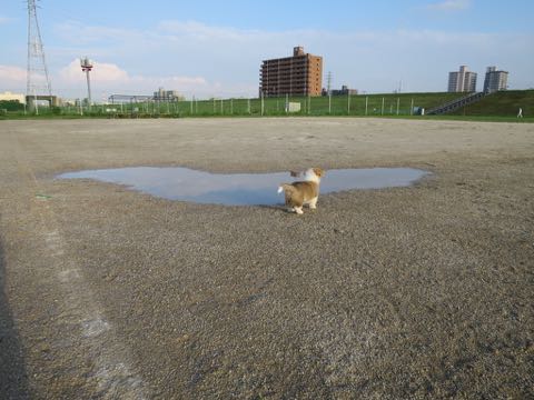 ウェルシュ・コーギー・ペンブロークこいぬ情報フントヒュッテウェルシュコーギーペンブローク子犬画像コーギーしっぽ付き尻尾付きしっぽつき断尾していないコーギー出産情報性格子犬の社会化コーギー家族募集中 Welsh Corgi Pembroke _ 304.jpg