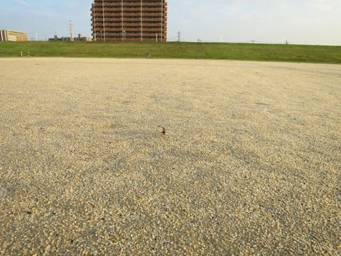 ウェルシュ・コーギー・ペンブロークこいぬ情報フントヒュッテウェルシュコーギーペンブローク子犬画像コーギーしっぽ付き尻尾付きしっぽつき断尾していないコーギー出産情報性格子犬の社会化コーギー家族募集中 Welsh Corgi Pembroke _ 309.jpg