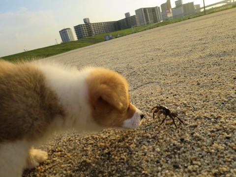 ウェルシュ・コーギー・ペンブロークこいぬ情報フントヒュッテウェルシュコーギーペンブローク子犬画像コーギーしっぽ付き尻尾付きしっぽつき断尾していないコーギー出産情報性格子犬の社会化コーギー家族募集中 Welsh Corgi Pembroke _ 312.jpg