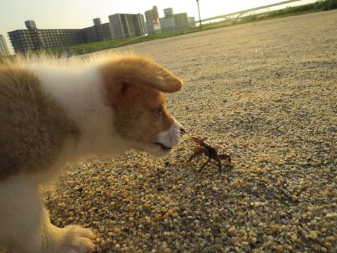ウェルシュ・コーギー・ペンブロークこいぬ情報フントヒュッテウェルシュコーギーペンブローク子犬画像コーギーしっぽ付き尻尾付きしっぽつき断尾していないコーギー出産情報性格子犬の社会化コーギー家族募集中 Welsh Corgi Pembroke _ 313.jpg
