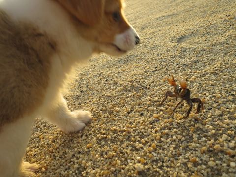 ウェルシュ・コーギー・ペンブロークこいぬ情報フントヒュッテウェルシュコーギーペンブローク子犬画像コーギーしっぽ付き尻尾付きしっぽつき断尾していないコーギー出産情報性格子犬の社会化コーギー家族募集中 Welsh Corgi Pembroke _ 314.jpg