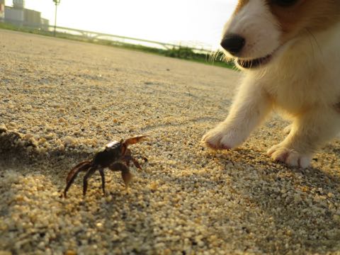 ウェルシュ・コーギー・ペンブロークこいぬ情報フントヒュッテウェルシュコーギーペンブローク子犬画像コーギーしっぽ付き尻尾付きしっぽつき断尾していないコーギー出産情報性格子犬の社会化コーギー家族募集中 Welsh Corgi Pembroke _ 316.jpg