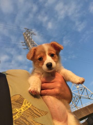 ウェルシュ・コーギー・ペンブロークこいぬ情報フントヒュッテウェルシュコーギーペンブローク子犬画像コーギーしっぽ付き尻尾付きしっぽつき断尾していないコーギー出産情報性格子犬の社会化コーギー家族募集中 Welsh Corgi Pembroke _ 327.jpg