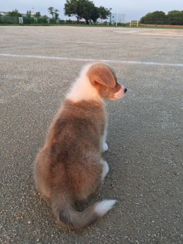ウェルシュ・コーギー・ペンブロークこいぬ情報フントヒュッテウェルシュコーギーペンブローク子犬画像コーギーしっぽ付き尻尾付きしっぽつき断尾していないコーギー出産情報性格子犬の社会化コーギー家族募集中 Welsh Corgi Pembroke _ 328.jpg