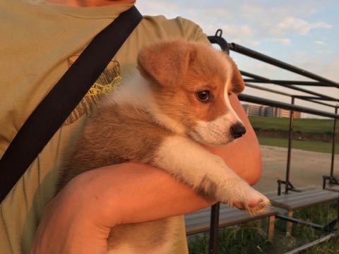 ウェルシュ・コーギー・ペンブロークこいぬ情報フントヒュッテウェルシュコーギーペンブローク子犬画像コーギーしっぽ付き尻尾付きしっぽつき断尾していないコーギー出産情報性格子犬の社会化コーギー家族募集中 Welsh Corgi Pembroke _ 330.jpg