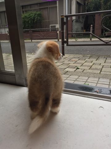 ウェルシュ・コーギー・ペンブロークこいぬ情報フントヒュッテウェルシュコーギーペンブローク子犬画像コーギーしっぽ付き尻尾付きしっぽつき断尾していないコーギー出産情報性格子犬の社会化コーギー家族募集中 Welsh Corgi Pembroke _ 332.jpg