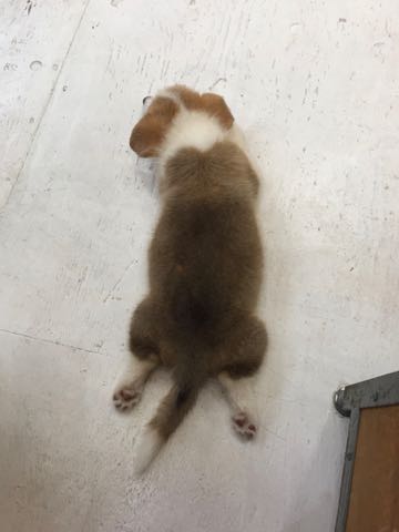ウェルシュ・コーギー・ペンブロークこいぬ情報フントヒュッテウェルシュコーギーペンブローク子犬画像コーギーしっぽ付き尻尾付きしっぽつき断尾していないコーギー出産情報性格子犬の社会化コーギー家族募集中 Welsh Corgi Pembroke _ 336.jpg