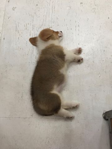 ウェルシュ・コーギー・ペンブロークこいぬ情報フントヒュッテウェルシュコーギーペンブローク子犬画像コーギーしっぽ付き尻尾付きしっぽつき断尾していないコーギー出産情報性格子犬の社会化コーギー家族募集中 Welsh Corgi Pembroke _ 337.jpg