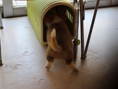 ウェルシュ・コーギー・ペンブロークこいぬ情報フントヒュッテウェルシュコーギーペンブローク子犬画像コーギーしっぽ付き尻尾付きしっぽつき断尾していないコーギー出産情報性格子犬の社会化コーギー家族募集中 Welsh Corgi Pembroke _ 340.jpg