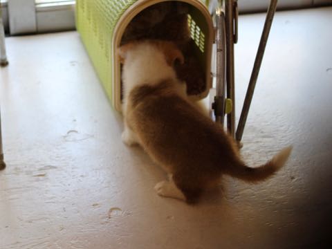 ウェルシュ・コーギー・ペンブロークこいぬ情報フントヒュッテウェルシュコーギーペンブローク子犬画像コーギーしっぽ付き尻尾付きしっぽつき断尾していないコーギー出産情報性格子犬の社会化コーギー家族募集中 Welsh Corgi Pembroke _ 341.jpg