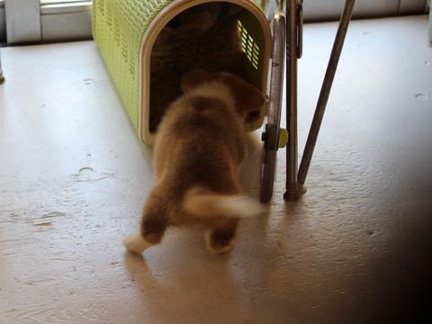 ウェルシュ・コーギー・ペンブロークこいぬ情報フントヒュッテウェルシュコーギーペンブローク子犬画像コーギーしっぽ付き尻尾付きしっぽつき断尾していないコーギー出産情報性格子犬の社会化コーギー家族募集中 Welsh Corgi Pembroke _ 342.jpg
