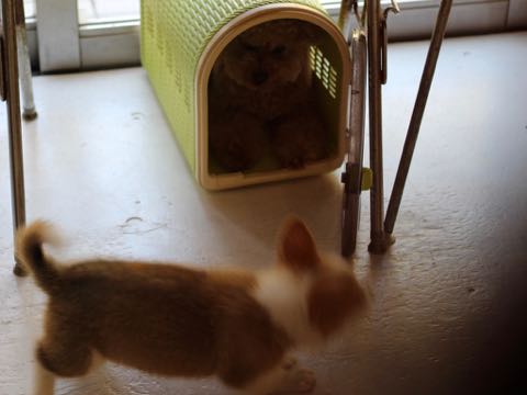 ウェルシュ・コーギー・ペンブロークこいぬ情報フントヒュッテウェルシュコーギーペンブローク子犬画像コーギーしっぽ付き尻尾付きしっぽつき断尾していないコーギー出産情報性格子犬の社会化コーギー家族募集中 Welsh Corgi Pembroke _ 343.jpg