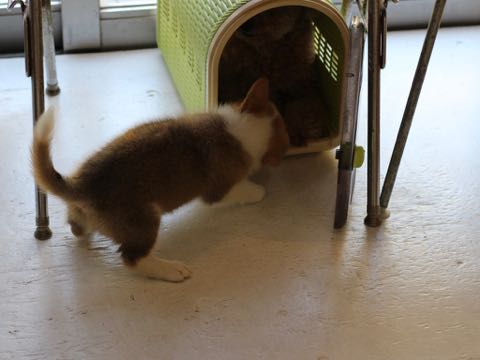 ウェルシュ・コーギー・ペンブロークこいぬ情報フントヒュッテウェルシュコーギーペンブローク子犬画像コーギーしっぽ付き尻尾付きしっぽつき断尾していないコーギー出産情報性格子犬の社会化コーギー家族募集中 Welsh Corgi Pembroke _ 344.jpg