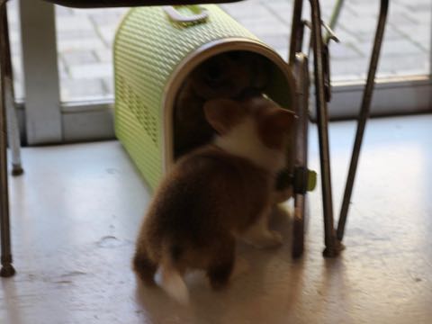 ウェルシュ・コーギー・ペンブロークこいぬ情報フントヒュッテウェルシュコーギーペンブローク子犬画像コーギーしっぽ付き尻尾付きしっぽつき断尾していないコーギー出産情報性格子犬の社会化コーギー家族募集中 Welsh Corgi Pembroke _ 345.jpg