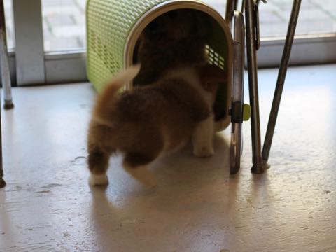 ウェルシュ・コーギー・ペンブロークこいぬ情報フントヒュッテウェルシュコーギーペンブローク子犬画像コーギーしっぽ付き尻尾付きしっぽつき断尾していないコーギー出産情報性格子犬の社会化コーギー家族募集中 Welsh Corgi Pembroke _ 346.jpg