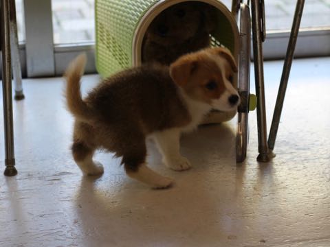 ウェルシュ・コーギー・ペンブロークこいぬ情報フントヒュッテウェルシュコーギーペンブローク子犬画像コーギーしっぽ付き尻尾付きしっぽつき断尾していないコーギー出産情報性格子犬の社会化コーギー家族募集中 Welsh Corgi Pembroke _ 347.jpg