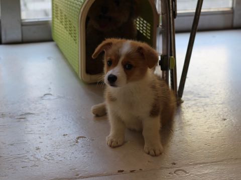 ウェルシュ・コーギー・ペンブロークこいぬ情報フントヒュッテウェルシュコーギーペンブローク子犬画像コーギーしっぽ付き尻尾付きしっぽつき断尾していないコーギー出産情報性格子犬の社会化コーギー家族募集中 Welsh Corgi Pembroke _ 348.jpg
