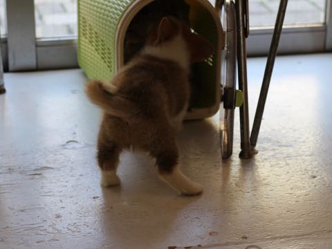 ウェルシュ・コーギー・ペンブロークこいぬ情報フントヒュッテウェルシュコーギーペンブローク子犬画像コーギーしっぽ付き尻尾付きしっぽつき断尾していないコーギー出産情報性格子犬の社会化コーギー家族募集中 Welsh Corgi Pembroke _ 349.jpg