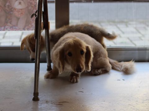 ウェルシュ・コーギー・ペンブロークこいぬ情報フントヒュッテウェルシュコーギーペンブローク子犬画像コーギーしっぽ付き尻尾付きしっぽつき断尾していないコーギー出産情報性格子犬の社会化コーギー家族募集中 Welsh Corgi Pembroke _ 350.jpg