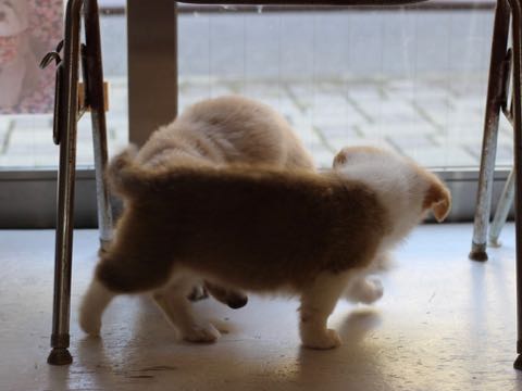 ウェルシュ・コーギー・ペンブロークこいぬ情報フントヒュッテウェルシュコーギーペンブローク子犬画像コーギーしっぽ付き尻尾付きしっぽつき断尾していないコーギー出産情報性格子犬の社会化コーギー家族募集中 Welsh Corgi Pembroke _ 351.jpg