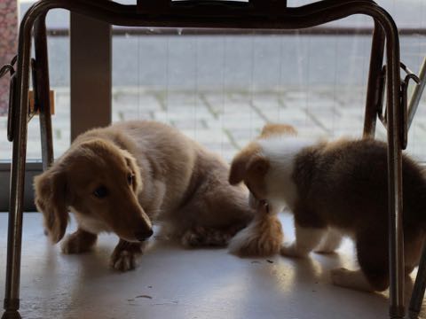 ウェルシュ・コーギー・ペンブロークこいぬ情報フントヒュッテウェルシュコーギーペンブローク子犬画像コーギーしっぽ付き尻尾付きしっぽつき断尾していないコーギー出産情報性格子犬の社会化コーギー家族募集中 Welsh Corgi Pembroke _ 352.jpg
