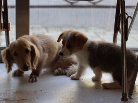 ウェルシュ・コーギー・ペンブロークこいぬ情報フントヒュッテウェルシュコーギーペンブローク子犬画像コーギーしっぽ付き尻尾付きしっぽつき断尾していないコーギー出産情報性格子犬の社会化コーギー家族募集中 Welsh Corgi Pembroke _ 353.jpg