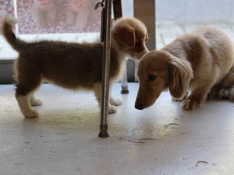 ウェルシュ・コーギー・ペンブロークこいぬ情報フントヒュッテウェルシュコーギーペンブローク子犬画像コーギーしっぽ付き尻尾付きしっぽつき断尾していないコーギー出産情報性格子犬の社会化コーギー家族募集中 Welsh Corgi Pembroke _ 354.jpg