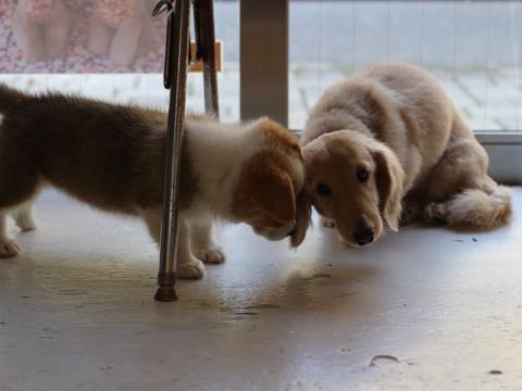 ウェルシュ・コーギー・ペンブロークこいぬ情報フントヒュッテウェルシュコーギーペンブローク子犬画像コーギーしっぽ付き尻尾付きしっぽつき断尾していないコーギー出産情報性格子犬の社会化コーギー家族募集中 Welsh Corgi Pembroke _ 355.jpg