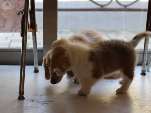ウェルシュ・コーギー・ペンブロークこいぬ情報フントヒュッテウェルシュコーギーペンブローク子犬画像コーギーしっぽ付き尻尾付きしっぽつき断尾していないコーギー出産情報性格子犬の社会化コーギー家族募集中 Welsh Corgi Pembroke _ 356.jpg
