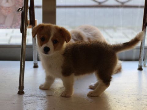 ウェルシュ・コーギー・ペンブロークこいぬ情報フントヒュッテウェルシュコーギーペンブローク子犬画像コーギーしっぽ付き尻尾付きしっぽつき断尾していないコーギー出産情報性格子犬の社会化コーギー家族募集中 Welsh Corgi Pembroke _ 357.jpg