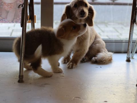 ウェルシュ・コーギー・ペンブロークこいぬ情報フントヒュッテウェルシュコーギーペンブローク子犬画像コーギーしっぽ付き尻尾付きしっぽつき断尾していないコーギー出産情報性格子犬の社会化コーギー家族募集中 Welsh Corgi Pembroke _ 358.jpg