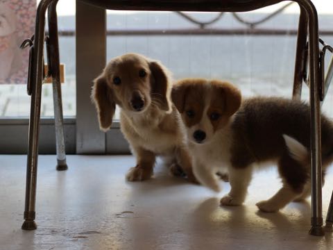 ウェルシュ・コーギー・ペンブロークこいぬ情報フントヒュッテウェルシュコーギーペンブローク子犬画像コーギーしっぽ付き尻尾付きしっぽつき断尾していないコーギー出産情報性格子犬の社会化コーギー家族募集中 Welsh Corgi Pembroke _ 359.jpg
