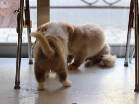 ウェルシュ・コーギー・ペンブロークこいぬ情報フントヒュッテウェルシュコーギーペンブローク子犬画像コーギーしっぽ付き尻尾付きしっぽつき断尾していないコーギー出産情報性格子犬の社会化コーギー家族募集中 Welsh Corgi Pembroke _ 360.jpg