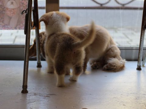 ウェルシュ・コーギー・ペンブロークこいぬ情報フントヒュッテウェルシュコーギーペンブローク子犬画像コーギーしっぽ付き尻尾付きしっぽつき断尾していないコーギー出産情報性格子犬の社会化コーギー家族募集中 Welsh Corgi Pembroke _ 361.jpg