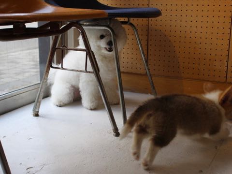 ウェルシュ・コーギー・ペンブロークこいぬ情報フントヒュッテウェルシュコーギーペンブローク子犬画像コーギーしっぽ付き尻尾付きしっぽつき断尾していないコーギー出産情報性格子犬の社会化コーギー家族募集中 Welsh Corgi Pembroke _ 362.jpg