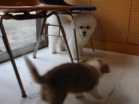 ウェルシュ・コーギー・ペンブロークこいぬ情報フントヒュッテウェルシュコーギーペンブローク子犬画像コーギーしっぽ付き尻尾付きしっぽつき断尾していないコーギー出産情報性格子犬の社会化コーギー家族募集中 Welsh Corgi Pembroke _ 363.jpg