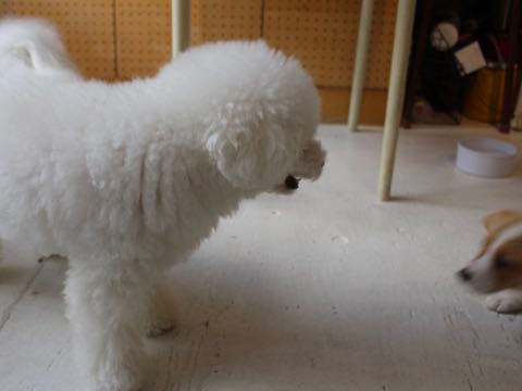 ウェルシュ・コーギー・ペンブロークこいぬ情報フントヒュッテウェルシュコーギーペンブローク子犬画像コーギーしっぽ付き尻尾付きしっぽつき断尾していないコーギー出産情報性格子犬の社会化コーギー家族募集中 Welsh Corgi Pembroke _ 365.jpg