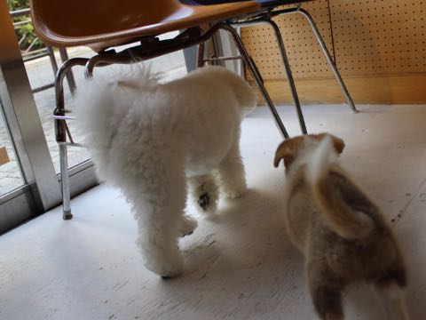 ウェルシュ・コーギー・ペンブロークこいぬ情報フントヒュッテウェルシュコーギーペンブローク子犬画像コーギーしっぽ付き尻尾付きしっぽつき断尾していないコーギー出産情報性格子犬の社会化コーギー家族募集中 Welsh Corgi Pembroke _ 366.jpg