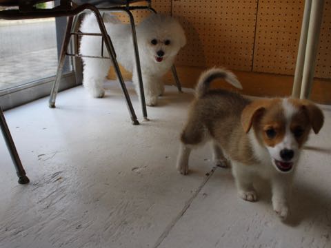ウェルシュ・コーギー・ペンブロークこいぬ情報フントヒュッテウェルシュコーギーペンブローク子犬画像コーギーしっぽ付き尻尾付きしっぽつき断尾していないコーギー出産情報性格子犬の社会化コーギー家族募集中 Welsh Corgi Pembroke _ 367.jpg