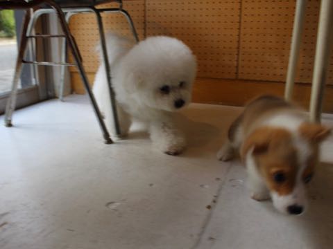 ウェルシュ・コーギー・ペンブロークこいぬ情報フントヒュッテウェルシュコーギーペンブローク子犬画像コーギーしっぽ付き尻尾付きしっぽつき断尾していないコーギー出産情報性格子犬の社会化コーギー家族募集中 Welsh Corgi Pembroke _ 369.jpg