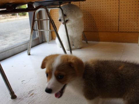 ウェルシュ・コーギー・ペンブロークこいぬ情報フントヒュッテウェルシュコーギーペンブローク子犬画像コーギーしっぽ付き尻尾付きしっぽつき断尾していないコーギー出産情報性格子犬の社会化コーギー家族募集中 Welsh Corgi Pembroke _ 370.jpg