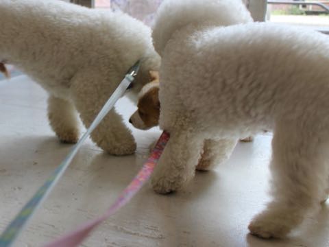 ウェルシュ・コーギー・ペンブロークこいぬ情報フントヒュッテウェルシュコーギーペンブローク子犬画像コーギーしっぽ付き尻尾付きしっぽつき断尾していないコーギー出産情報性格子犬の社会化コーギー家族募集中 Welsh Corgi Pembroke _ 377.jpg