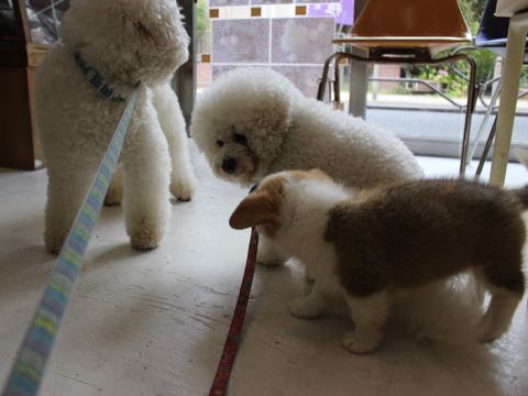ウェルシュ・コーギー・ペンブロークこいぬ情報フントヒュッテウェルシュコーギーペンブローク子犬画像コーギーしっぽ付き尻尾付きしっぽつき断尾していないコーギー出産情報性格子犬の社会化コーギー家族募集中 Welsh Corgi Pembroke _ 378.jpg
