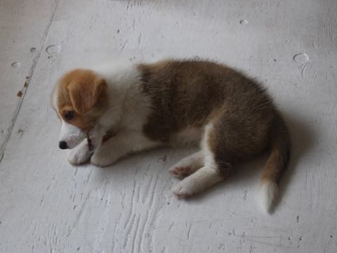 ウェルシュ・コーギー・ペンブロークこいぬ情報フントヒュッテウェルシュコーギーペンブローク子犬画像コーギーしっぽ付き尻尾付きしっぽつき断尾していないコーギー出産情報性格子犬の社会化コーギー家族募集中 Welsh Corgi Pembroke _ 380.jpg