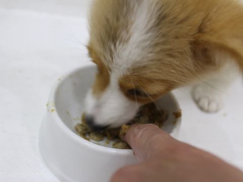 ウェルシュ・コーギー・ペンブロークこいぬ情報フントヒュッテウェルシュコーギーペンブローク子犬画像コーギーしっぽ付き尻尾付きしっぽつき断尾していないコーギー出産情報性格子犬の社会化コーギー家族募集中 Welsh Corgi Pembroke _ 391.jpg
